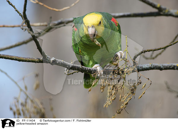 yellow-headed amazon / FF-11404