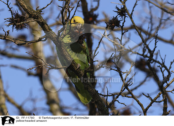 yellow-headed amazon / FF-11780