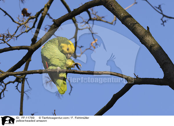 yellow-headed amazon / FF-11789