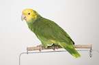 yellow-headed amazon