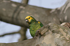 yellow-headed amazon