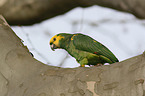 yellow-headed amazon