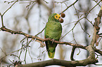 yellow-headed amazon