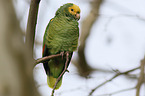 yellow-headed amazon