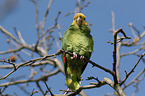 yellow-headed amazon