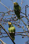 2 yellow-headed amazons