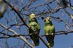 2 yellow-headed amazons