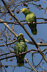 2 yellow-headed amazons