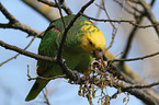 yellow-headed amazon