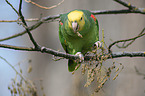 yellow-headed amazon