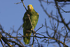 yellow-headed amazon