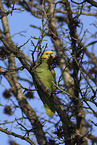 yellow-headed amazon