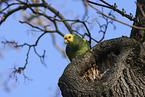 yellow-headed amazon