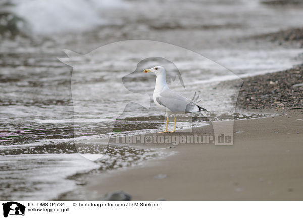 yellow-legged gull / DMS-04734