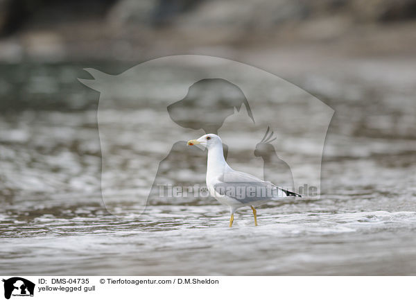 yellow-legged gull / DMS-04735