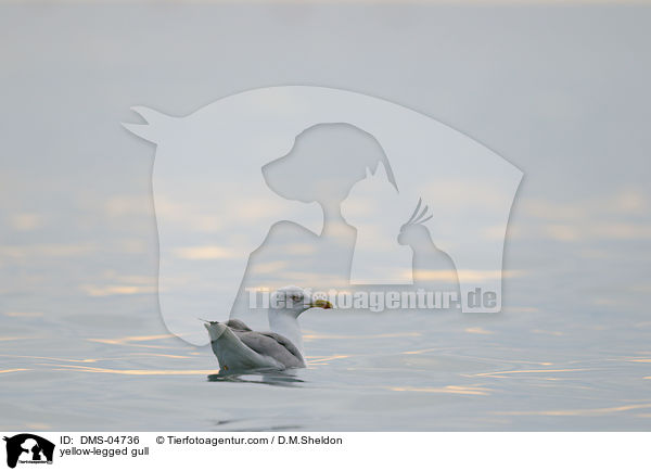 Mittelmeermwe / yellow-legged gull / DMS-04736