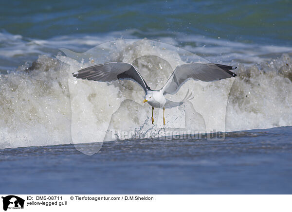 yellow-legged gull / DMS-08711