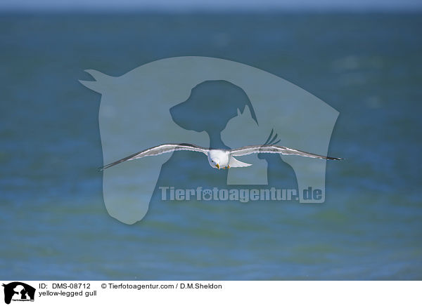 yellow-legged gull / DMS-08712