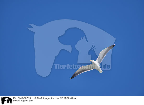 Mittelmeermwe / yellow-legged gull / DMS-08719