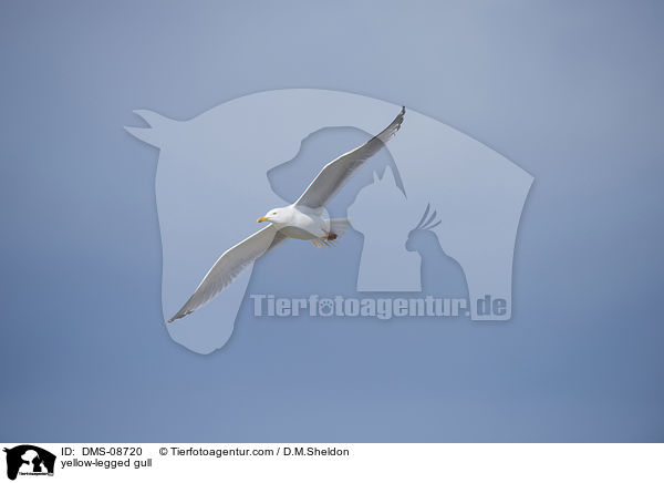 Mittelmeermwe / yellow-legged gull / DMS-08720