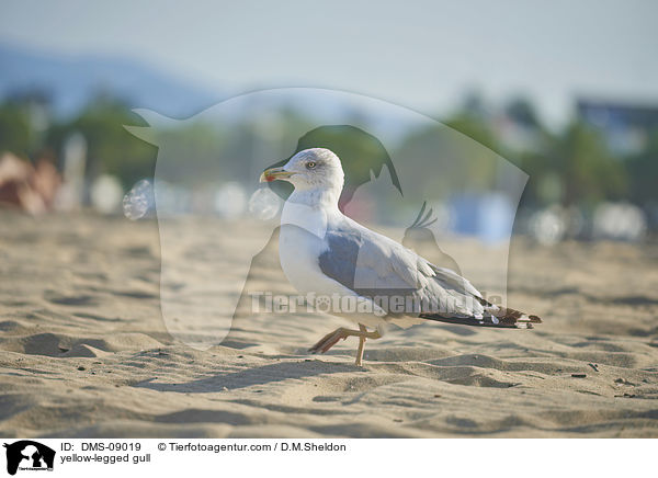 yellow-legged gull / DMS-09019