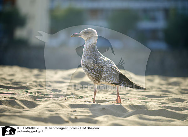 yellow-legged gull / DMS-09020