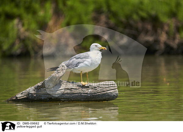 yellow-legged gull / DMS-09682