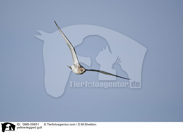 yellow-legged gull / DMS-09851