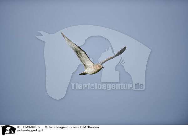 yellow-legged gull / DMS-09859