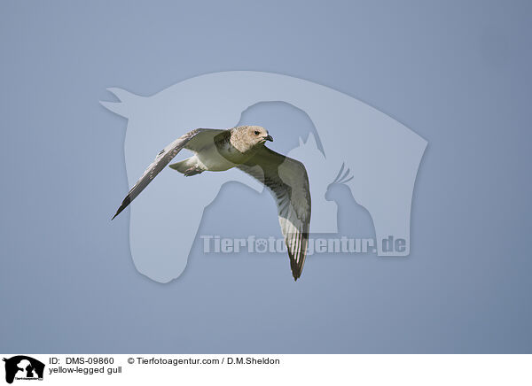 Mittelmeermwe / yellow-legged gull / DMS-09860