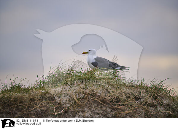 Gelbfumwe / yellow-legged gull / DMS-11671