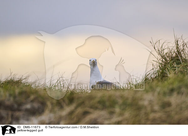 Gelbfumwe / yellow-legged gull / DMS-11673
