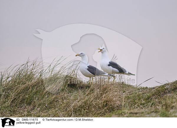 Gelbfumwe / yellow-legged gull / DMS-11675