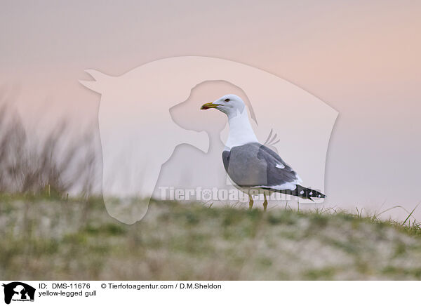Gelbfumwe / yellow-legged gull / DMS-11676