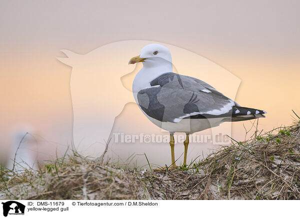 Gelbfumwe / yellow-legged gull / DMS-11679
