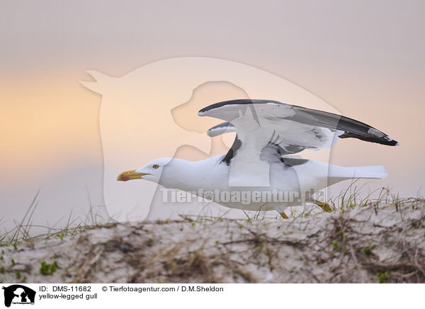 Gelbfumwe / yellow-legged gull / DMS-11682