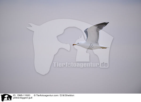 Gelbfumwe / yellow-legged gull / DMS-11683
