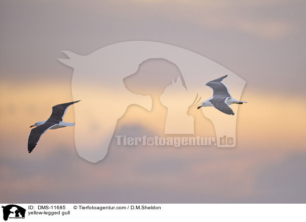 Gelbfumwe / yellow-legged gull / DMS-11685