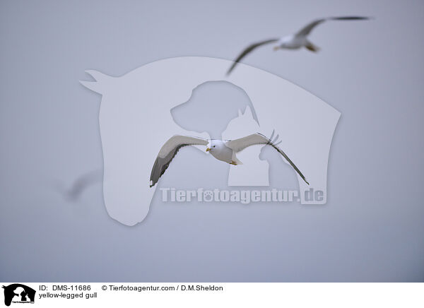 Gelbfumwe / yellow-legged gull / DMS-11686