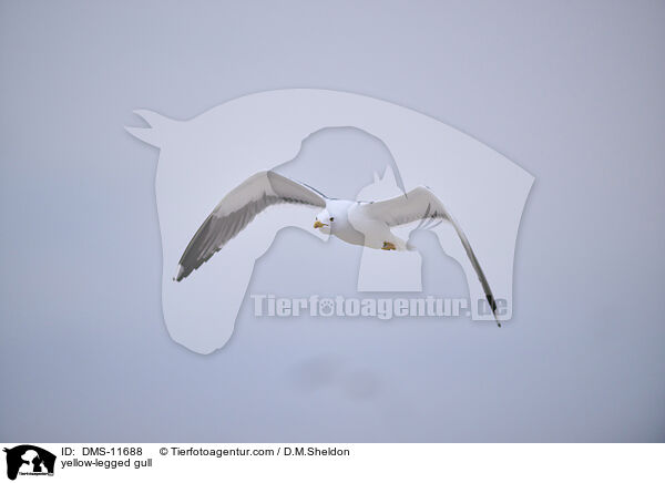 Gelbfumwe / yellow-legged gull / DMS-11688