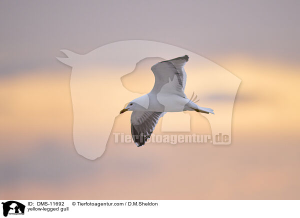 Gelbfumwe / yellow-legged gull / DMS-11692