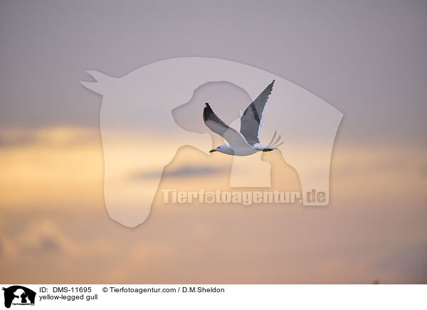 Gelbfumwe / yellow-legged gull / DMS-11695