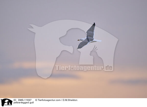 Gelbfumwe / yellow-legged gull / DMS-11697