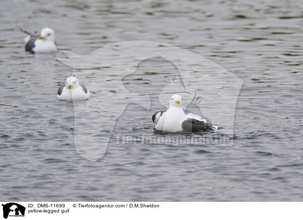 Gelbfumwe / yellow-legged gull / DMS-11699