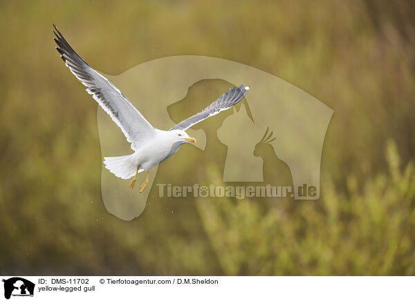 Gelbfumwe / yellow-legged gull / DMS-11702