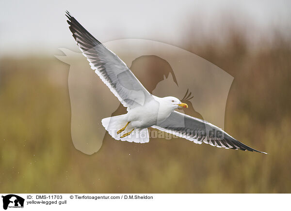 Gelbfumwe / yellow-legged gull / DMS-11703