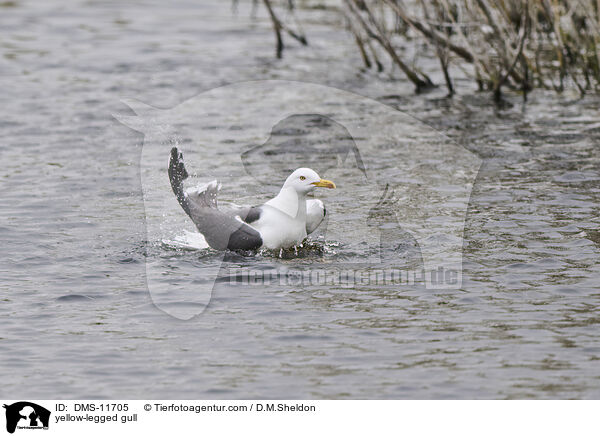 Gelbfumwe / yellow-legged gull / DMS-11705