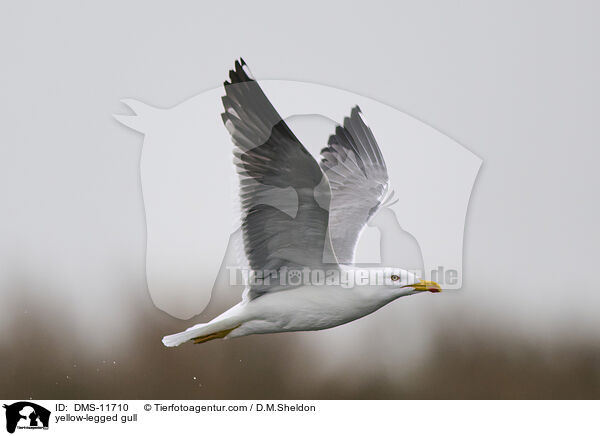yellow-legged gull / DMS-11710