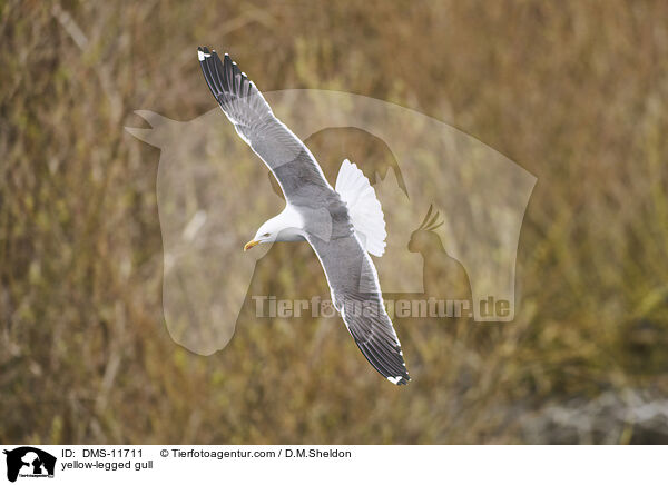 Gelbfumwe / yellow-legged gull / DMS-11711