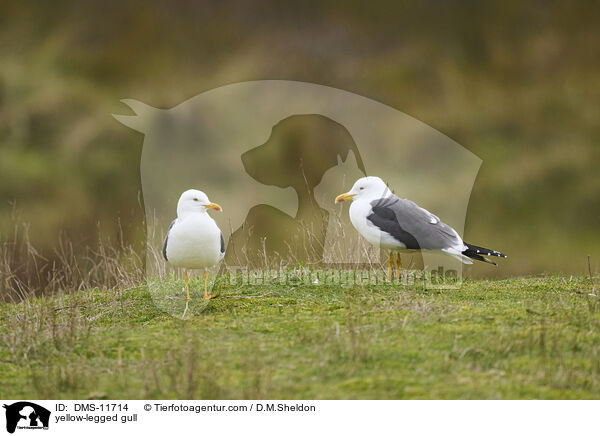 yellow-legged gull / DMS-11714